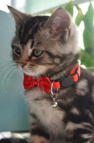 Cat_Use_Bowtie_Cotton_Cat_Collar